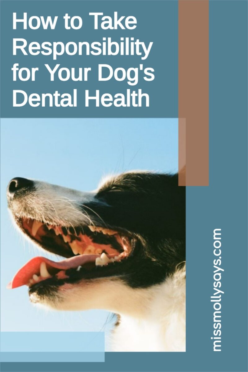 How to Take Responsibility for Your Dog's Dental Health