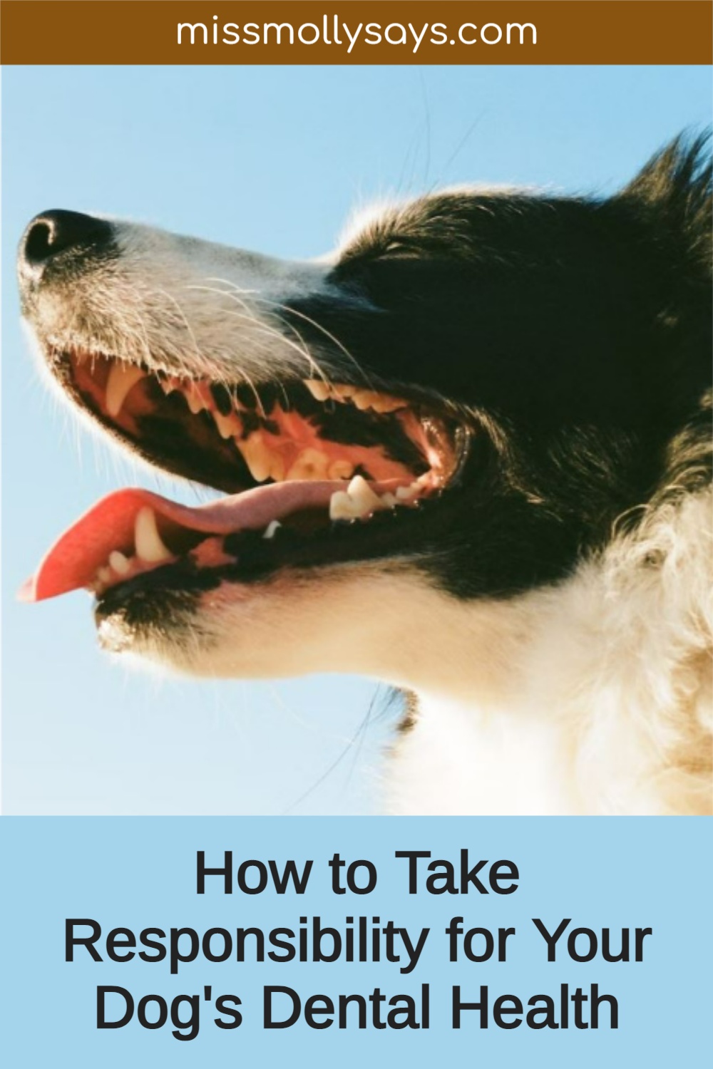 How to Take Responsibility for Your Dog's Dental Health