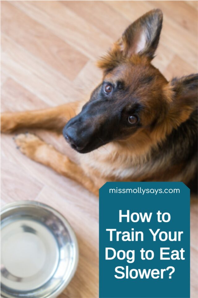 How to Train Your Dog to Eat Slower? Miss Molly Says