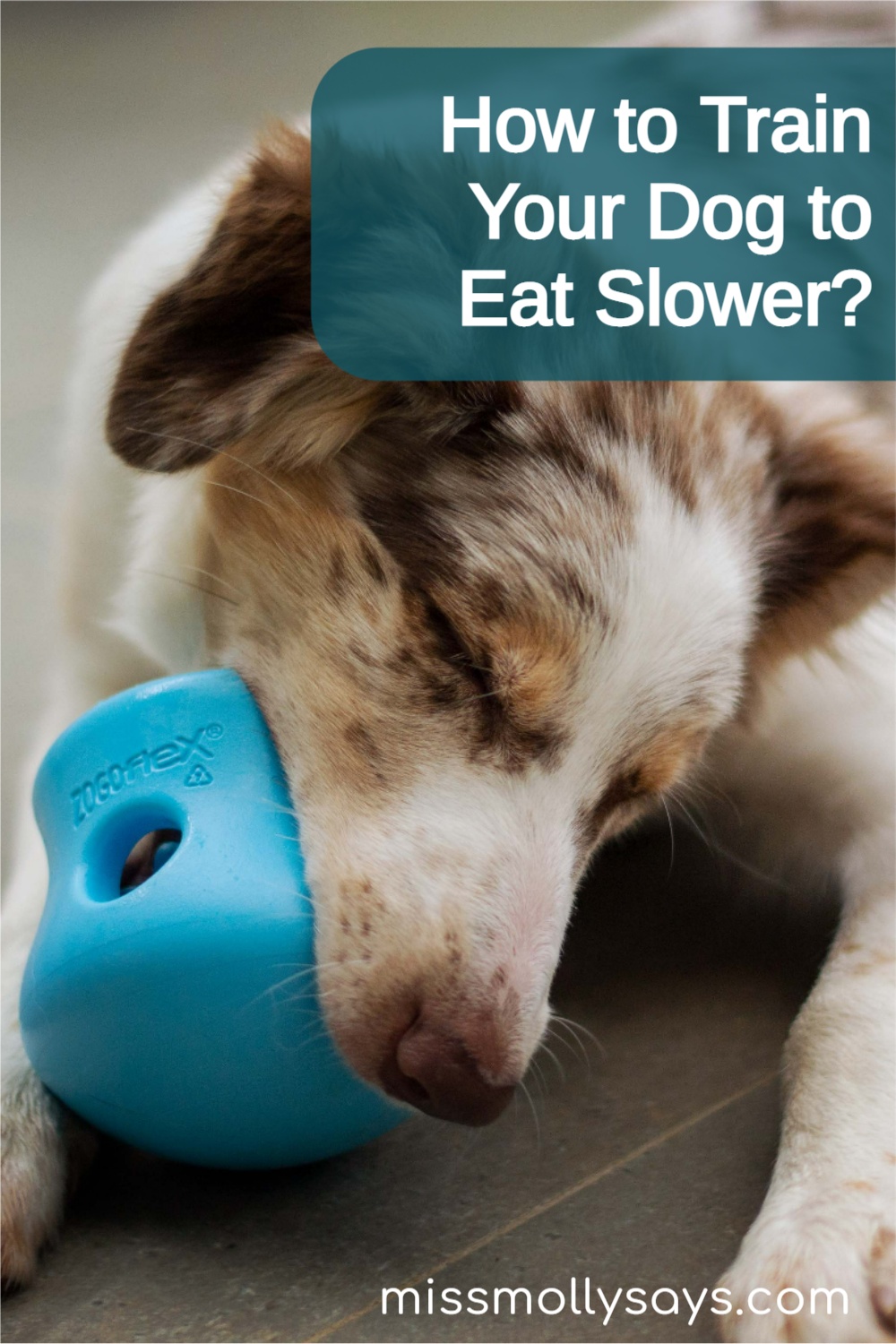How to Train Your Dog to Eat Slower? Miss Molly Says
