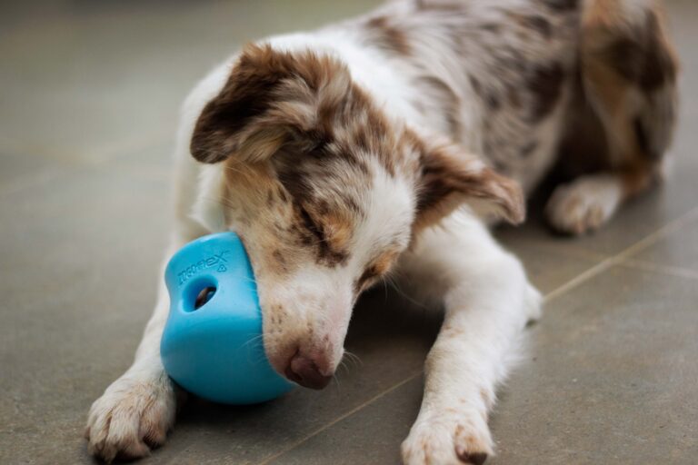 Picture of How to Train Your Dog to Eat Slower? - Miss Molly Says