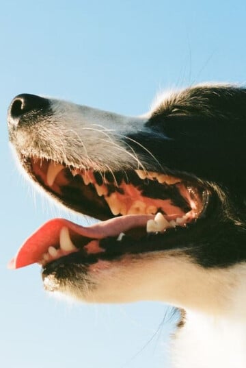 Side view of smiling happy Border Collie.