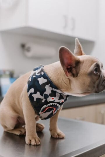 French Bull Dog wearing a bandana sitting on a veterinary exam table