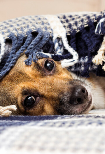 Small dog covered with a blue and white textured throw blanket.