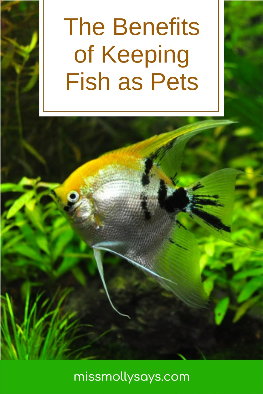 The Benefits of Keeping Fish as Pets - Miss Molly Says