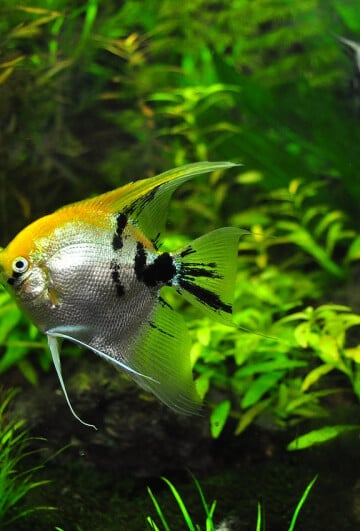 Two fish swimming in an aquarium