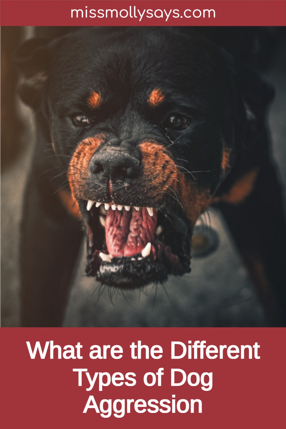 What are the Different Types of Dog Aggression Miss Molly Says