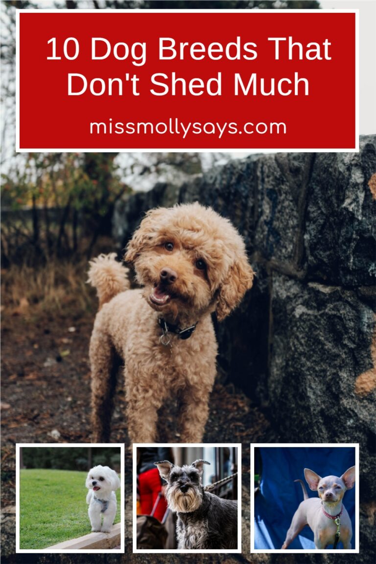 10 Dog Breeds That Don't Shed Much - Miss Molly Says