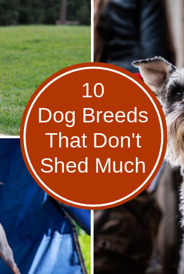 10 Dog Breeds That Don't Shed Much