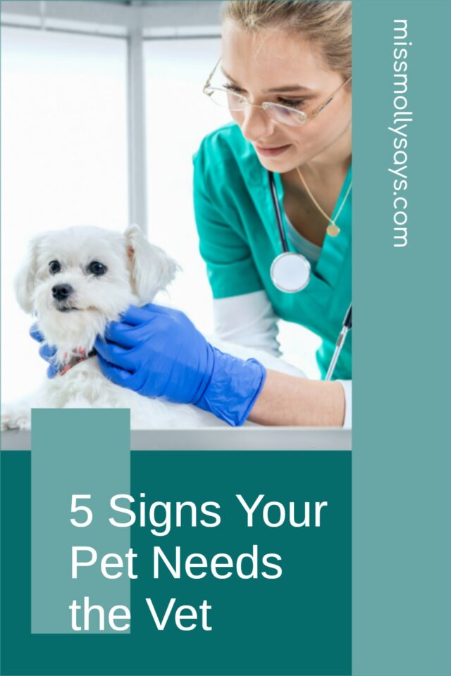 5 Signs Your Pet Needs the Vet Miss Molly Says