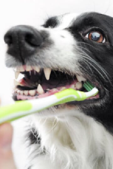 5 Tips on Where to Turn for Vet Dental Care
