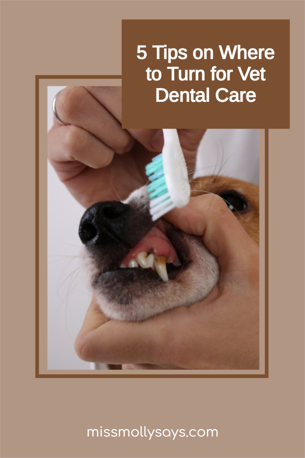 5 Tips on Where to Turn for Vet Dental Care Miss Molly Says