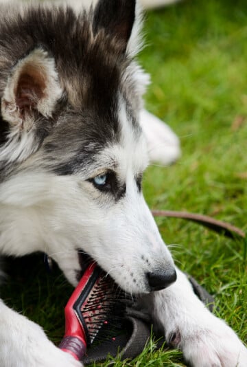 Black and white Husky chewing on a red brush.