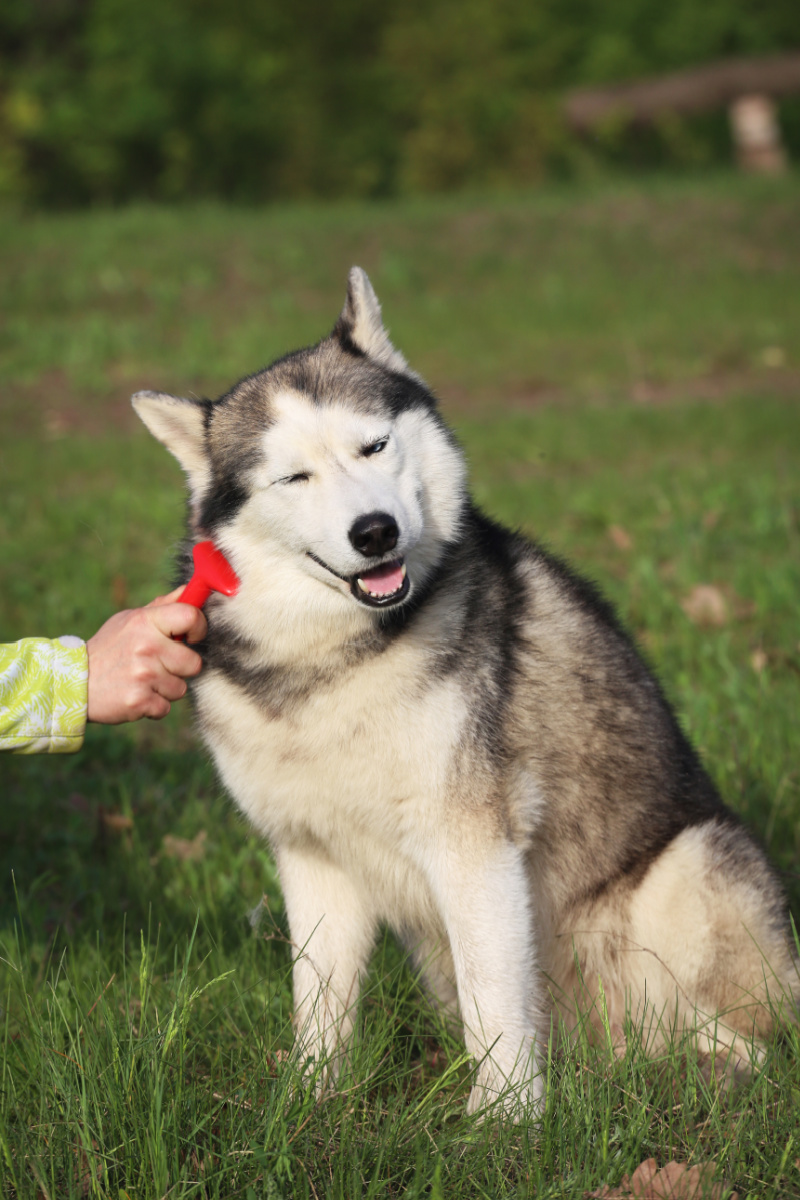 Reasons for Excessive Shedding in Dogs - Miss Molly Says - Dogs With Red Heavy Shedding