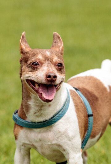 Brown and white Rat Terrier dog standing in the grass