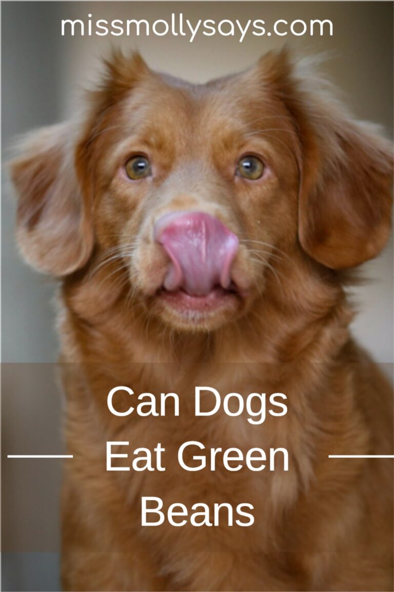 Can Dogs Eat Green Beans Miss Molly Says