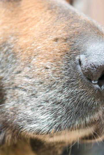 Closeup of a dog runny nose