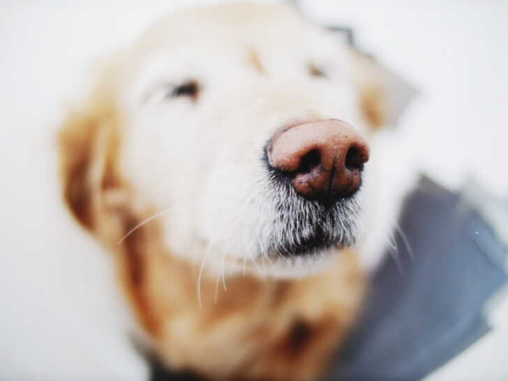 Dog Runny Nose Common Causes & Treatments