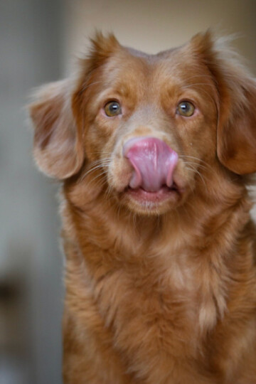 Cute brown dog licking his nose