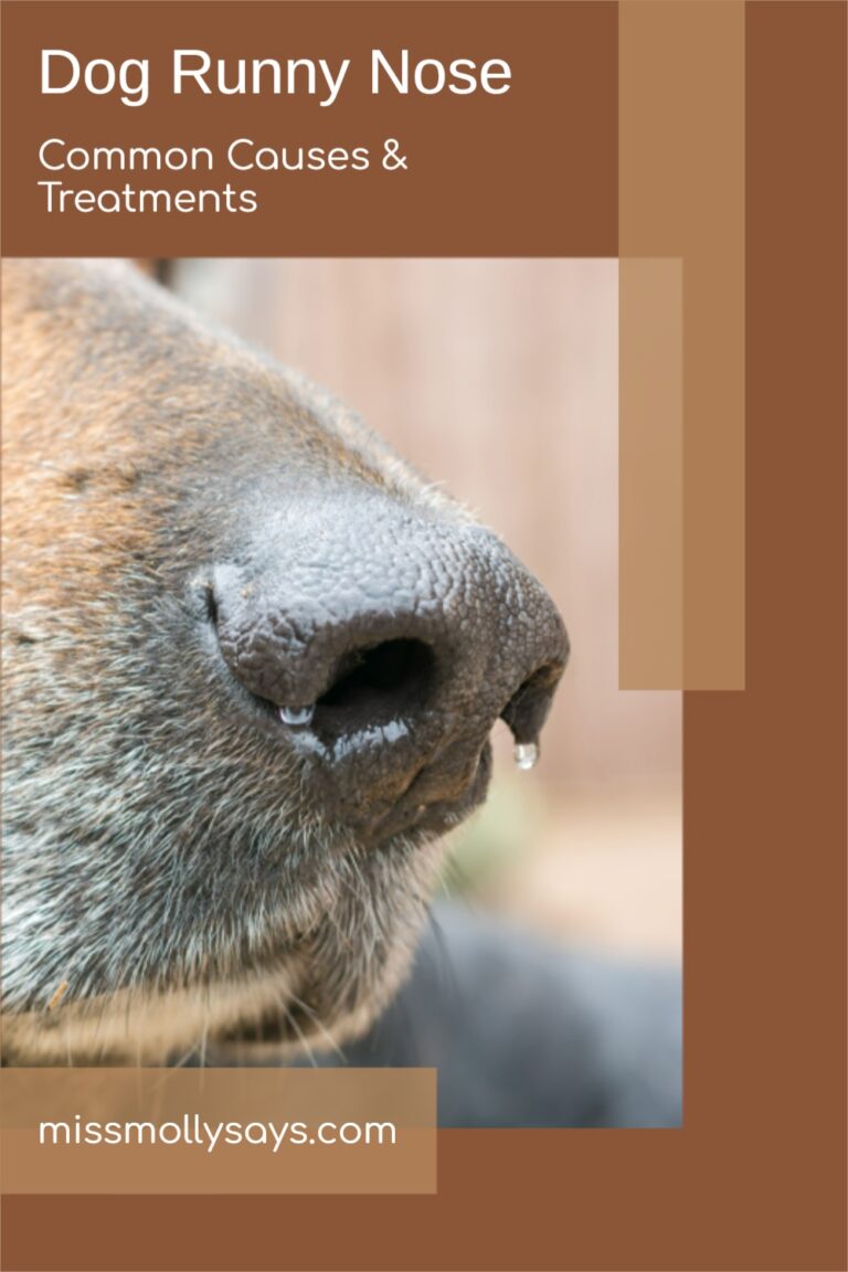 Dog Runny Nose Common Causes & Treatments