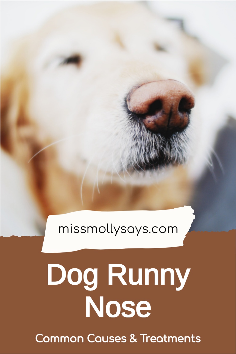 Dog Runny Nose Common Causes & Treatments