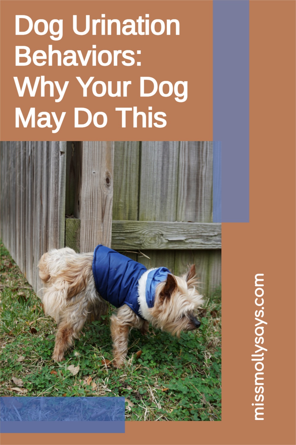 Dog Urination Behaviors Why Your Dog May Do This