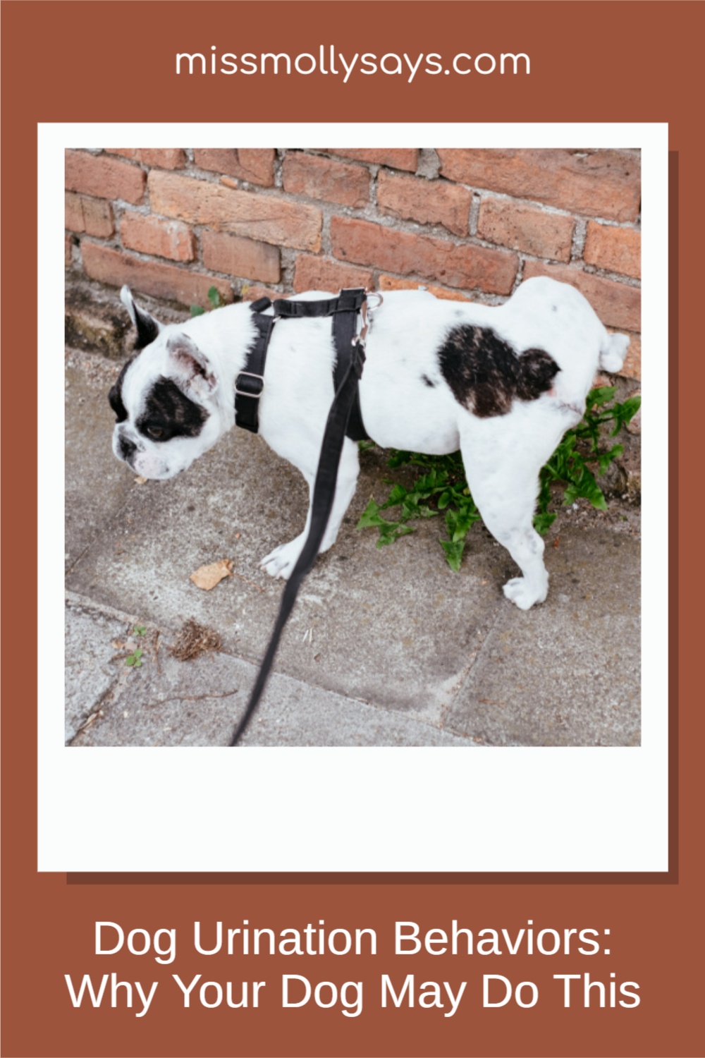 Dog Urination Behaviors Why Your Dog May Do This