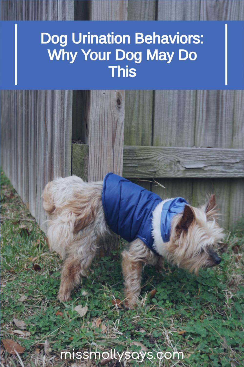 Dog Urination Behaviors Why Your Dog May Do This