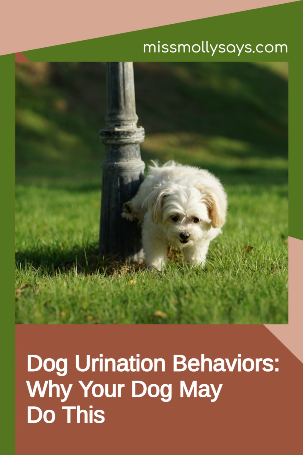 Dog Urination Behaviors Why Your Dog May Do This