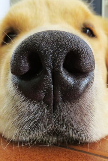 Front view of a closeup dog nose