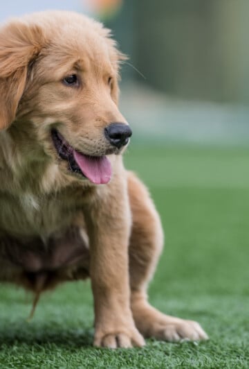 Large dog urinating in the grass feature image
