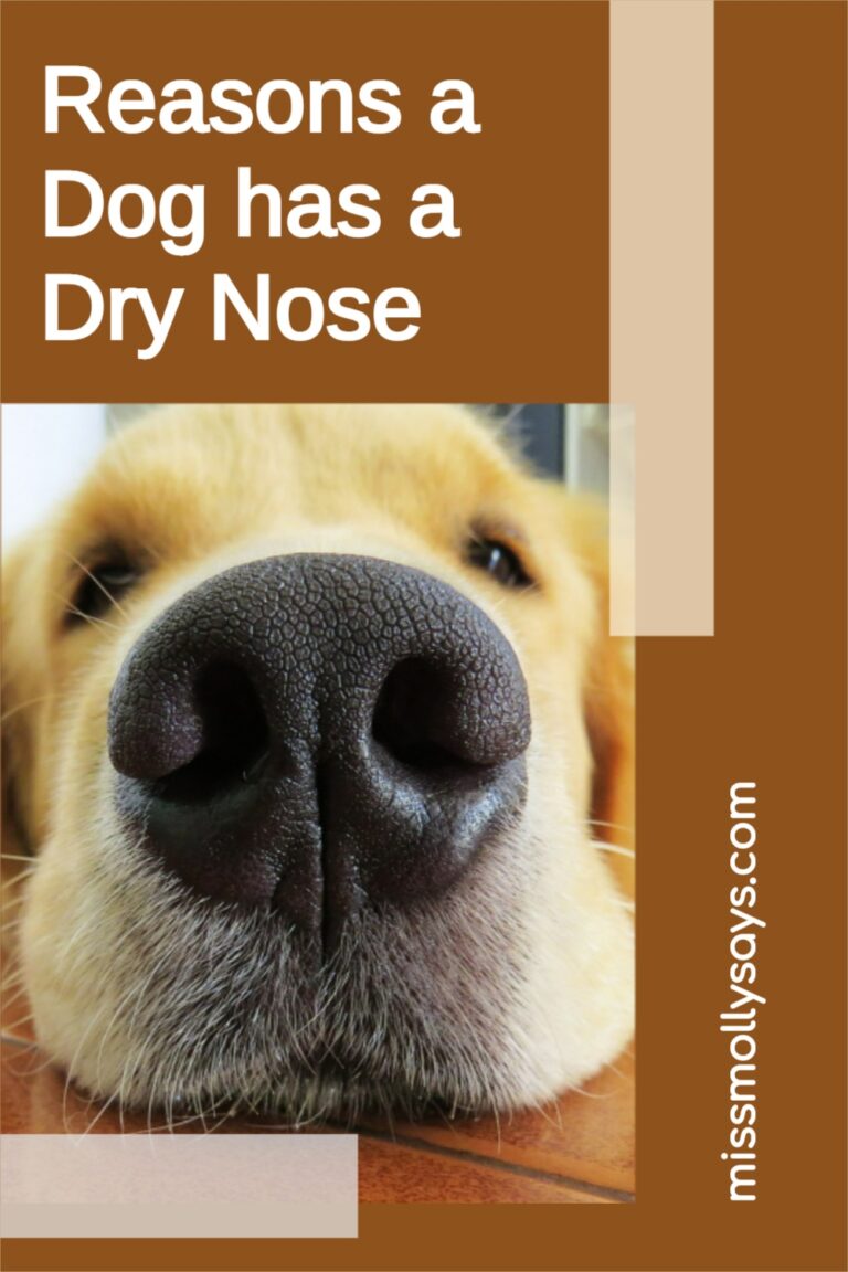 Reasons a Dog has a Dry Nose Miss Molly Says
