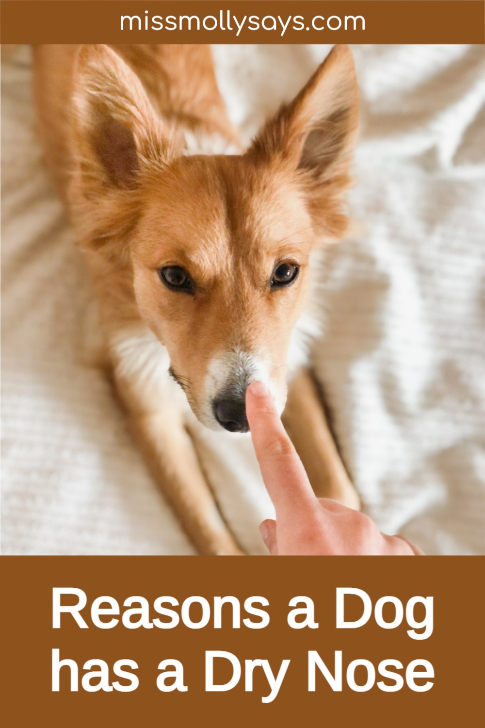 Reasons a Dog has a Dry Nose Miss Molly Says