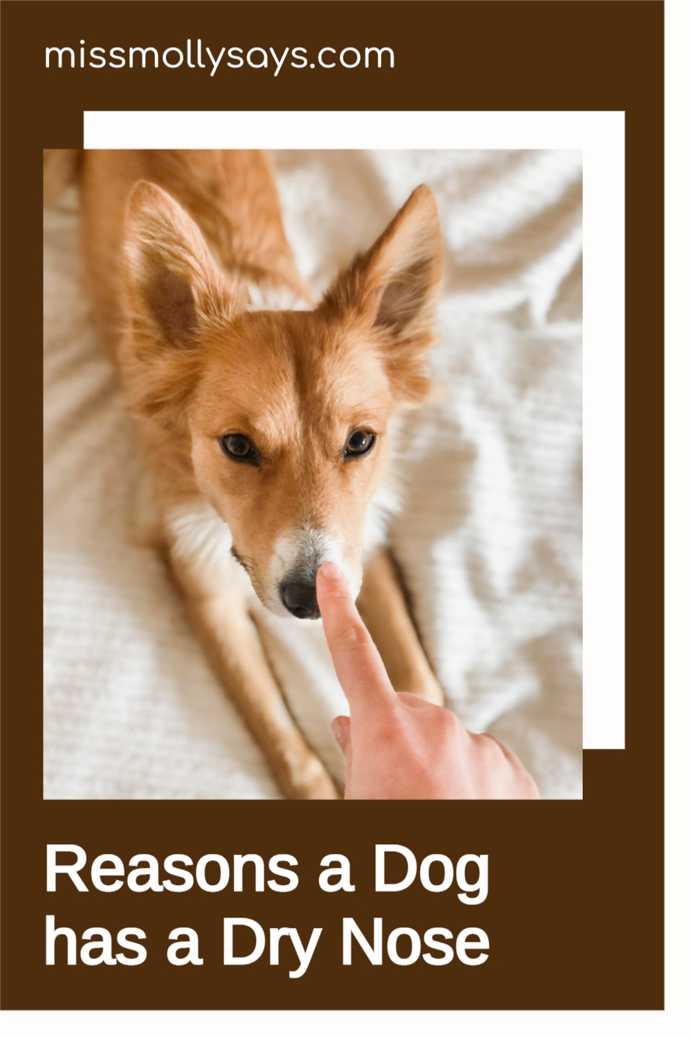 Reasons a Dog has a Dry Nose Miss Molly Says