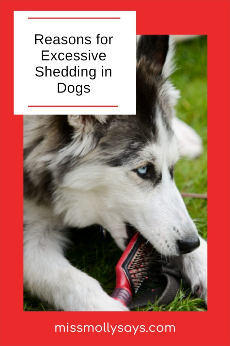 Reasons for Excessive Shedding in Dogs - Miss Molly Says