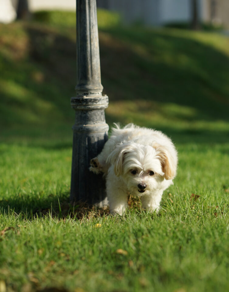 Dog Urination Behaviors Why Your Dog May Do This
