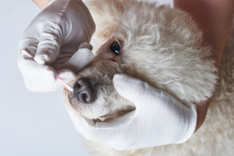 Dog Runny Nose Common Causes & Treatments