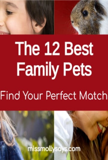 The 12 Best Family Pets: Find Your Perfect Match