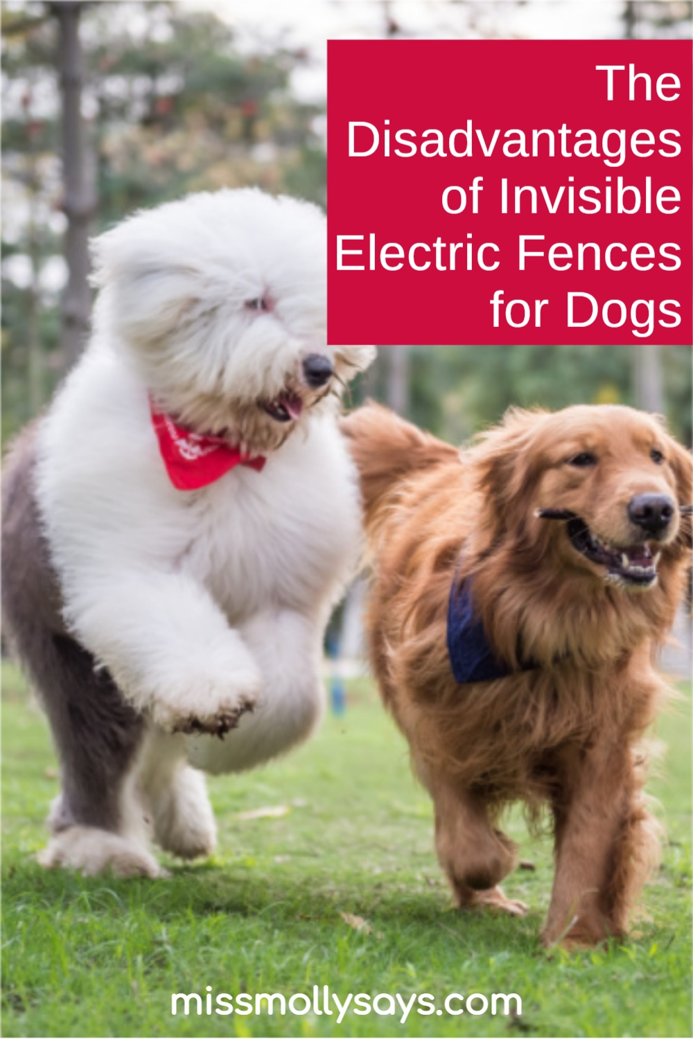 The Disadvantages of Invisible Electric Fences for Dogs