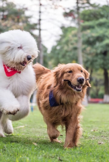 Two dogs playing in the yard