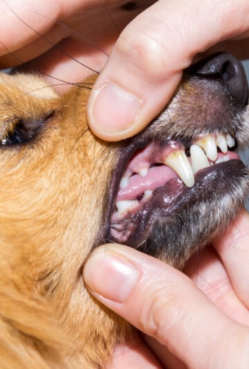 Up close side view of dog teeth