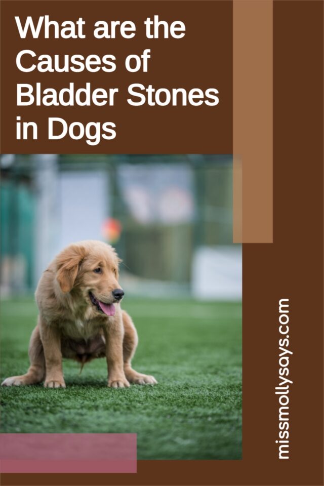 What are the Causes of Bladder Stones in Dogs