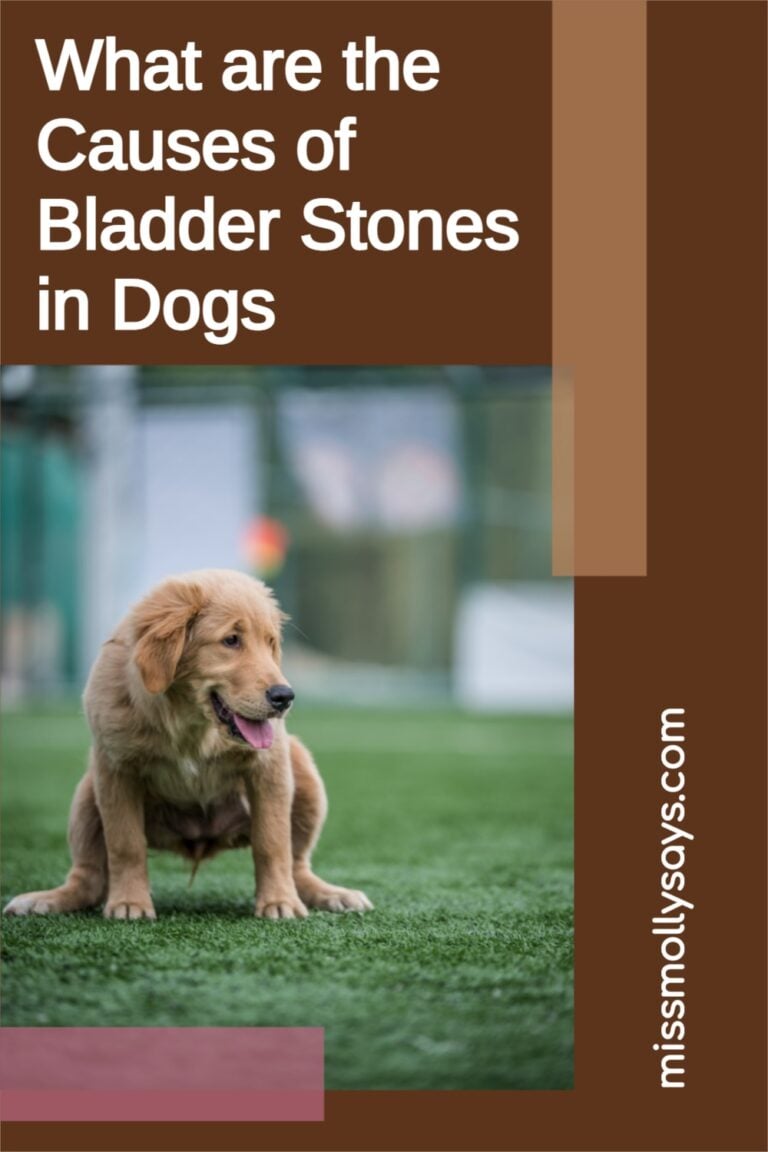 What are the Causes of Bladder Stones in Dogs
