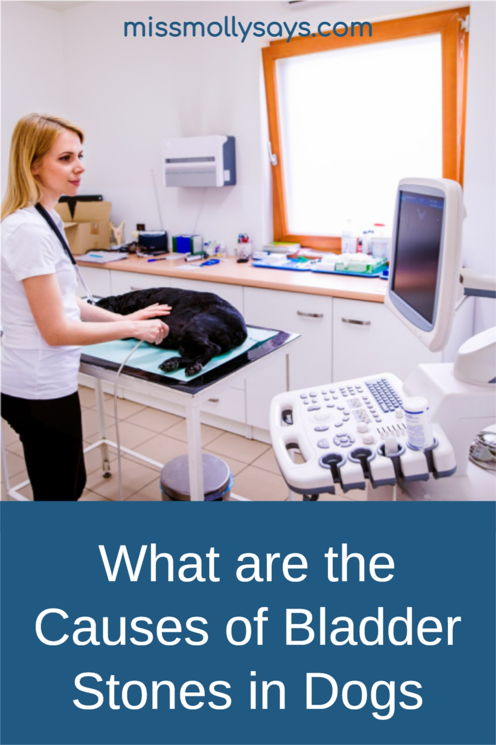 What are the Causes of Bladder Stones in Dogs