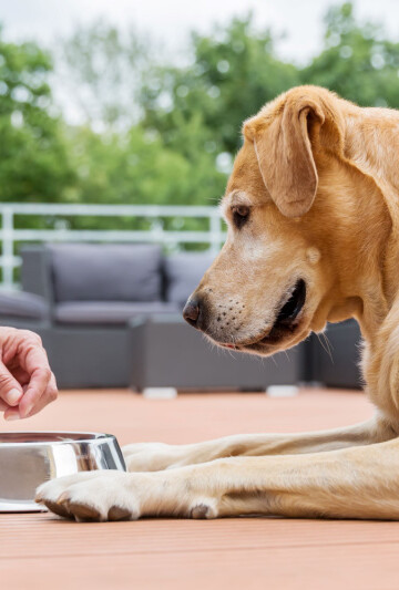 Woman giving her large golden-colored dog kibble in a stainless steel bowl.