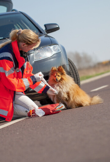 Woman helping an injured dog on the highway.