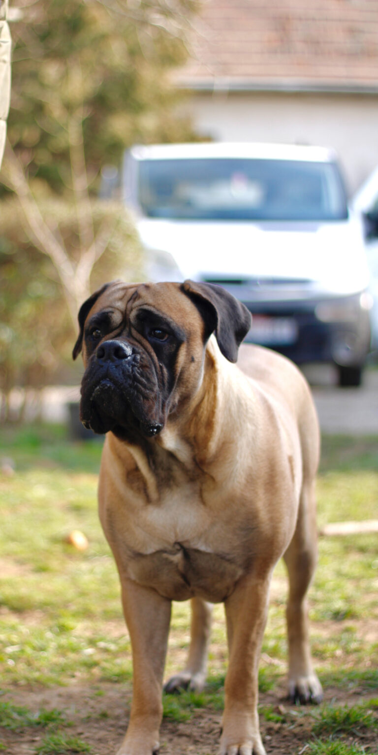 Top 5 Most Difficult Dog Breeds to Own (and Why)