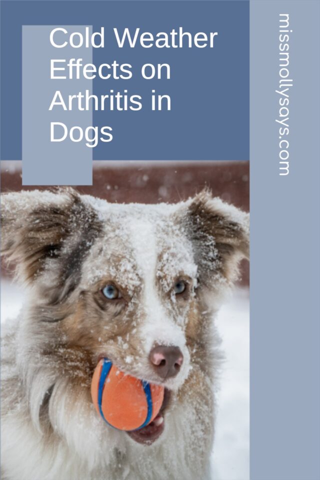 Cold Weather Effects on Arthritis in Dogs Miss Molly Says