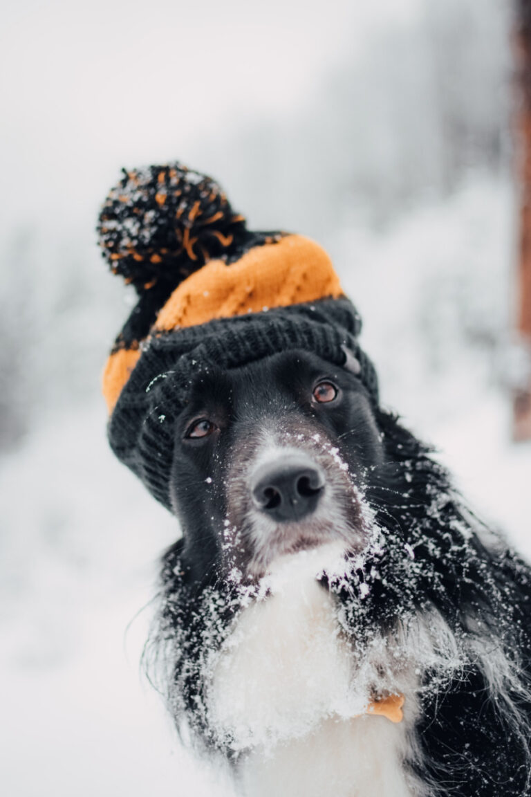 Cold Weather Effects on Arthritis in Dogs Miss Molly Says