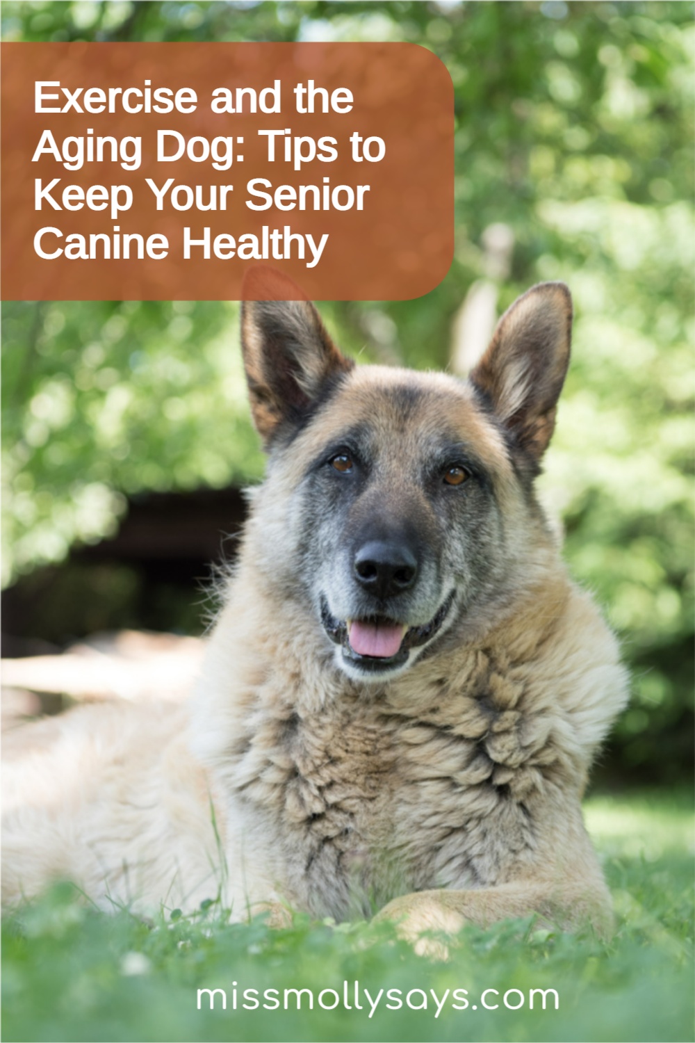 Exercise and the Aging Dog Keep Your Senior Canine Healthy